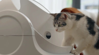 Reclaim Your Space, Embrace Cat Happiness